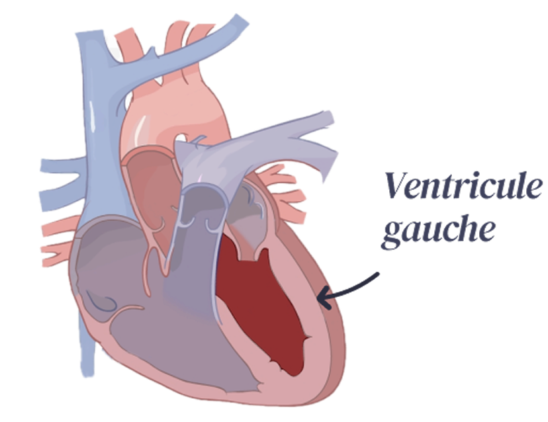 Schéma anatomique du cœur mettant en évidence le ventricule gauche